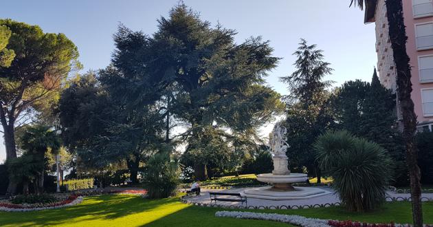 Cedar iz opatijskoga Parka sv. Jakova